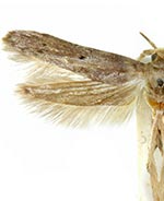 Holcocera crassicornella