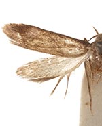 Hypatopa nucella