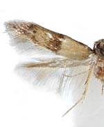 Pigritia ochrocomella