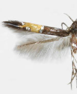 Cosmopterix inopis