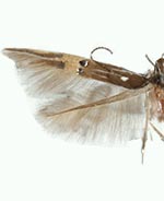 Cosmopterix ebriola