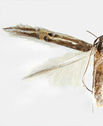 Cosmopterix erinome