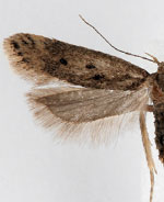 Bryotropha gemella