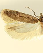 Gelechia caudatae