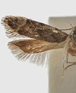 Anacampsis tephriasella