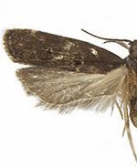 Helcystogramma convolvuli