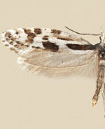 Plutella notabilis