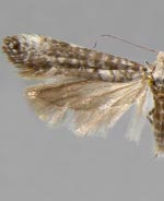 Atemelia casimiroae