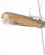 Cedestis sp. 1