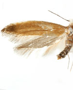 Cedestis sp. 2