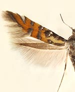 Neoheliodines albidentus