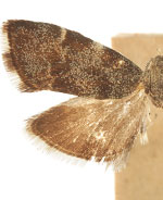 Anthophila plenicarinata