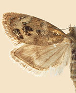 Tebenna chrysobalia