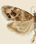 Tebenna mimetica