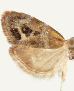 Tebenna immutabilis