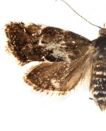 Neochoreutis epicharis