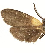 Pyromorpha centralis