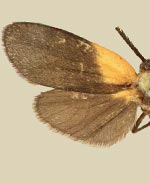 Pyromorpha centralis