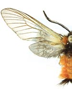 Pryeria sinica