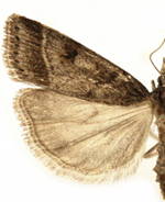 Scoparia rigidalis