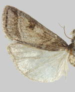 Scoparia denigata