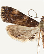 Langessa nomophilalis