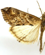 Evergestis dischematalis