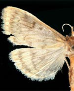 Ostrinia obumbratalis