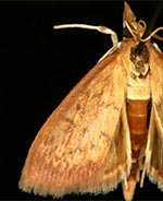 Ostrinia multispinosa