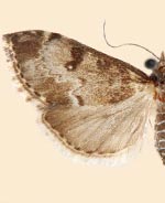 Udea rusticalis