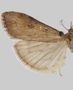 Udea itysalis