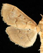 Herpetogramma centrostrigalis