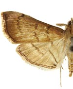 Salbia mizaralis