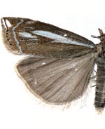 Crambus tutillus