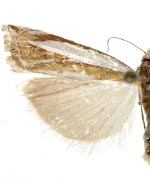 Crambus sanfordellus