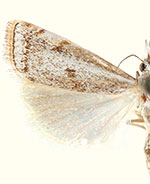 Microcrambus polingi