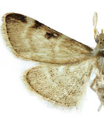 Hypsopygia n. sp. 2