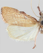 Negalasa rubralis