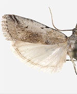 Adanarsa intransitella