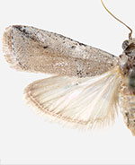 Adanarsa intransitella