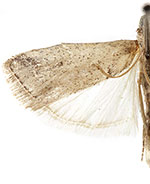 Adanarsa intransitella