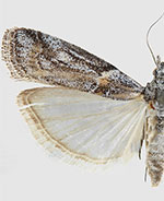 Olybria furciferella