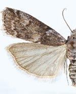 Salebriaria borealis