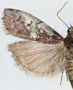 Salebriaria carolynae