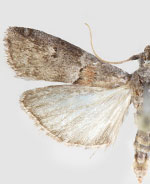 Sciota gilvibasella