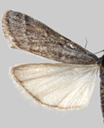 Megasis tephrella