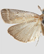 Lipographis truncatella