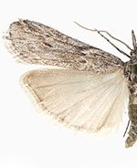 Eumysia semicana