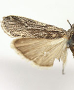 Eumysia semicana