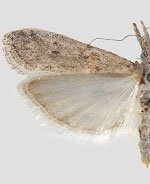 Eumysia pallidipennella